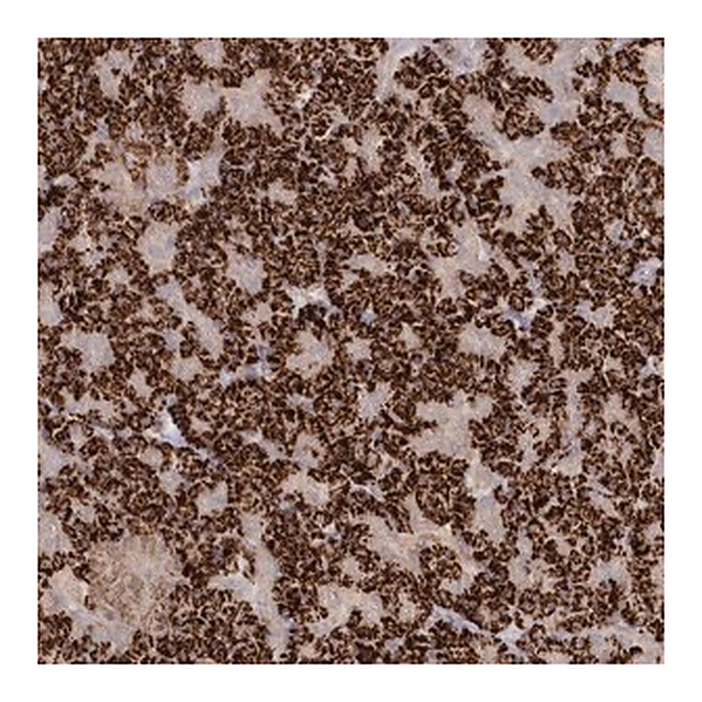 Merck Anti-TGFBRAP1 antibody produced in rabbit