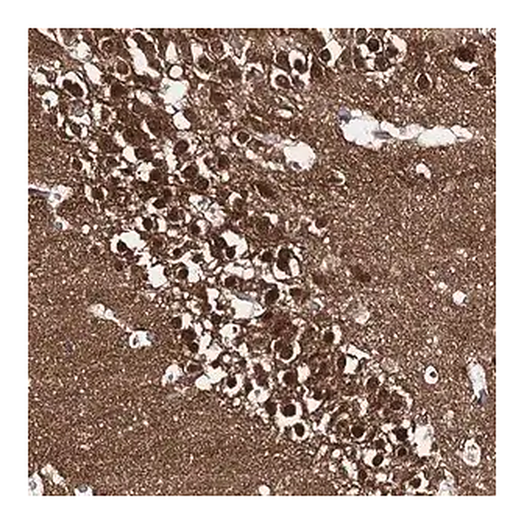 Merck Anti-CAPRIN2 antibody produced in rabbit