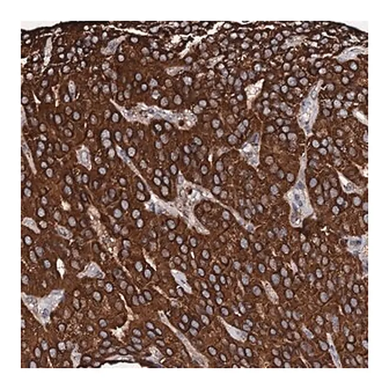 Merck Anti-SECISBP2L antibody produced in rabbit