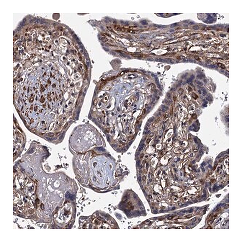 Merck Anti-ISM2 antibody produced in rabbit
