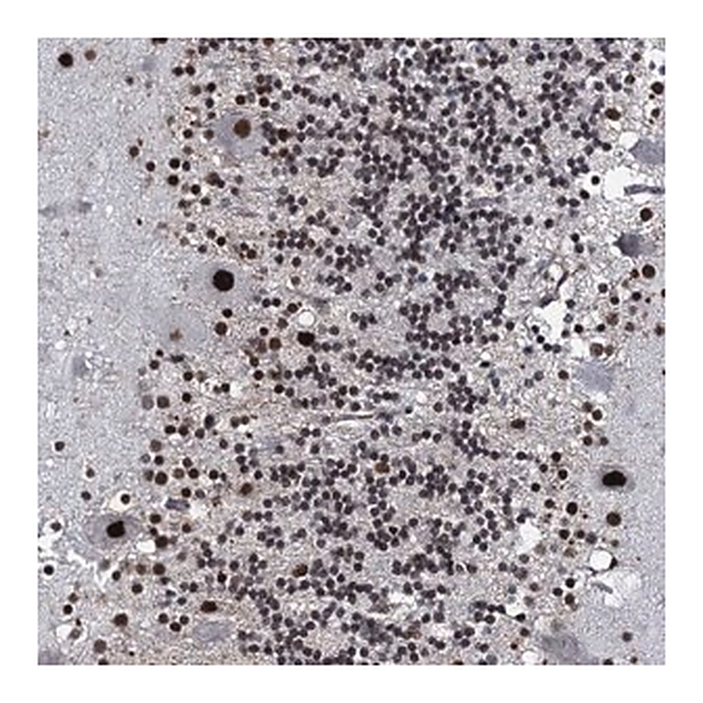 Merck Anti-RUFY2 antibody produced in rabbit
