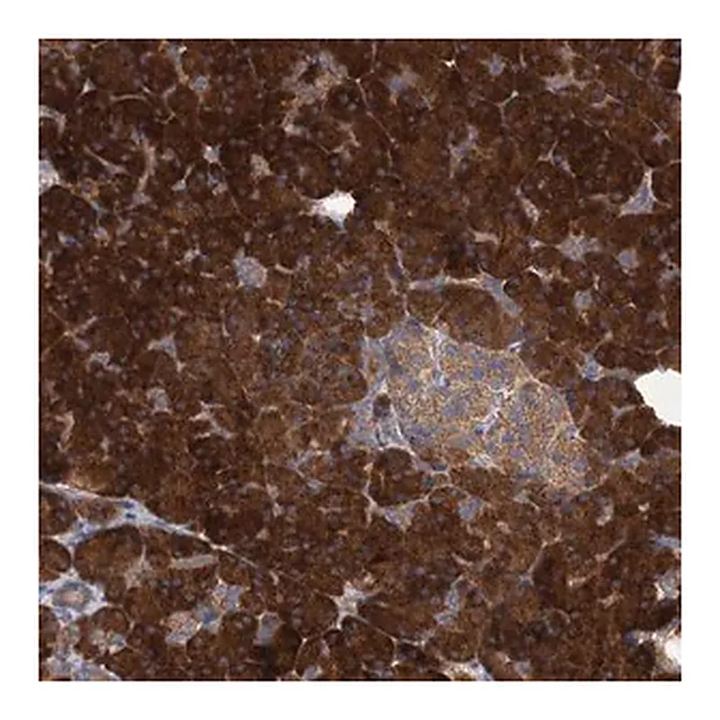 Merck Anti-ALKBH7 antibody produced in rabbit