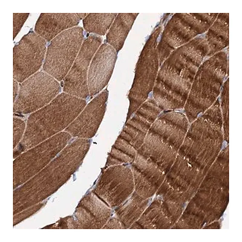 Merck Anti-SLC10A7 antibody produced in rabbit