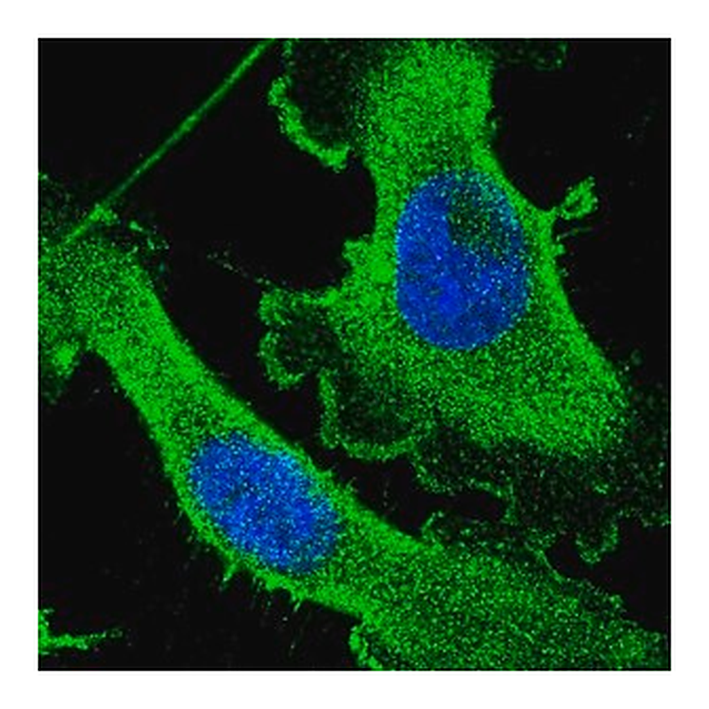 Merck Anti-CEP89 antibody produced in rabbit