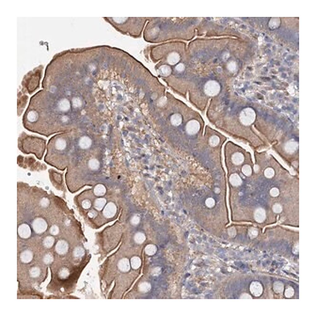 Merck Anti-SLC2A7 antibody produced in rabbit