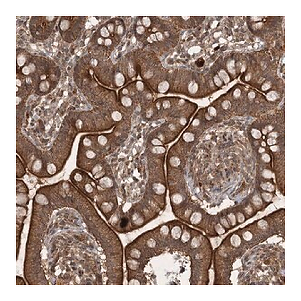 Merck Anti-UNC93A antibody produced in rabbit