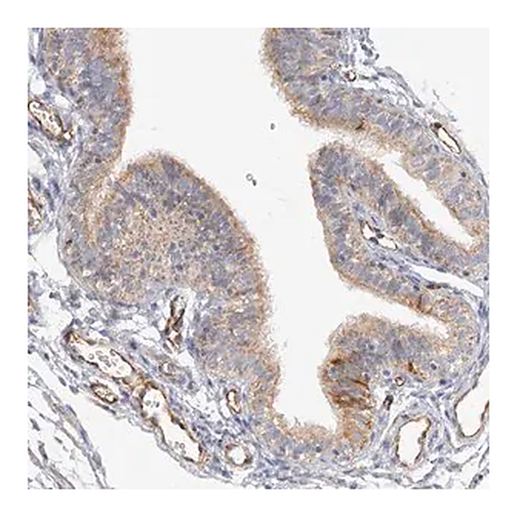 Merck Anti-NELL2 antibody produced in rabbit