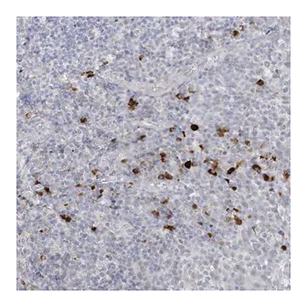 Merck Anti-HERC6 antibody produced in rabbit