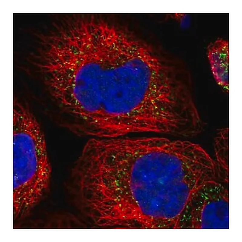 Merck Anti-ACOX3 antibody produced in rabbit