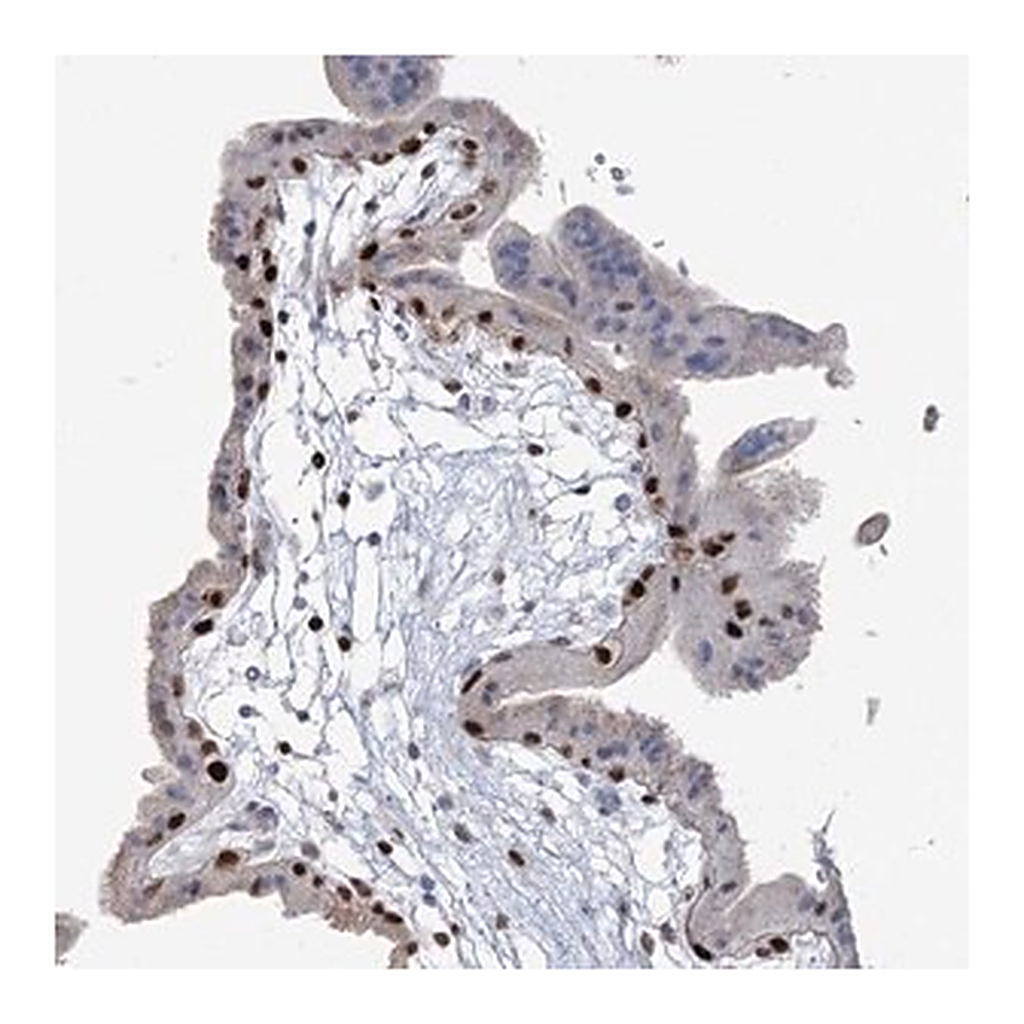 Merck Anti-FAM206A antibody produced in rabbit