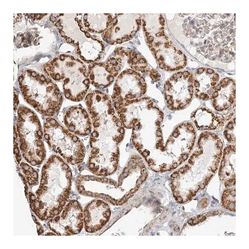 Merck Anti-ZFYVE16 antibody produced in rabbit