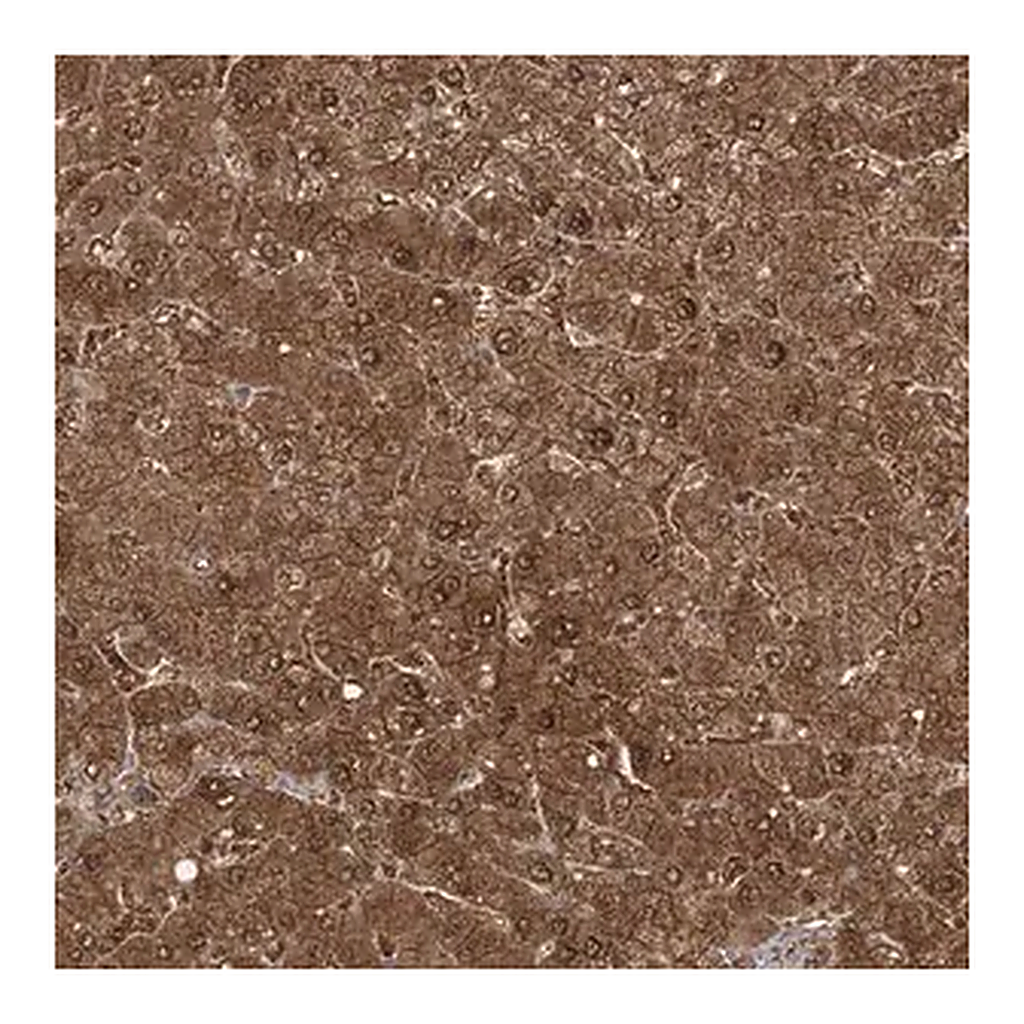 Merck Anti-SLU7 antibody produced in rabbit
