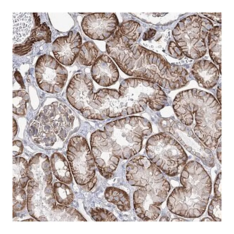 Merck Anti-PLEKHA5 antibody produced in rabbit