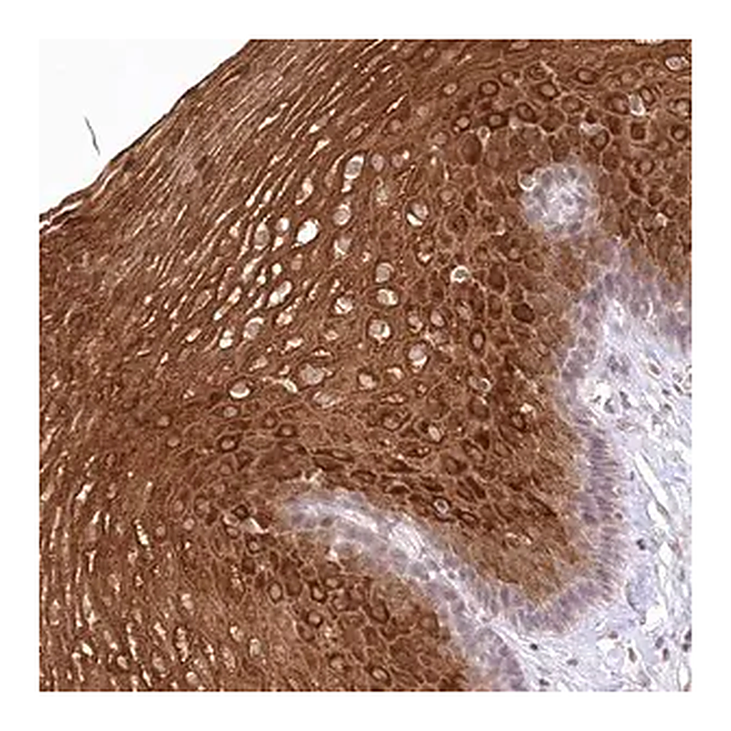 Merck Anti-RBM27 antibody produced in rabbit