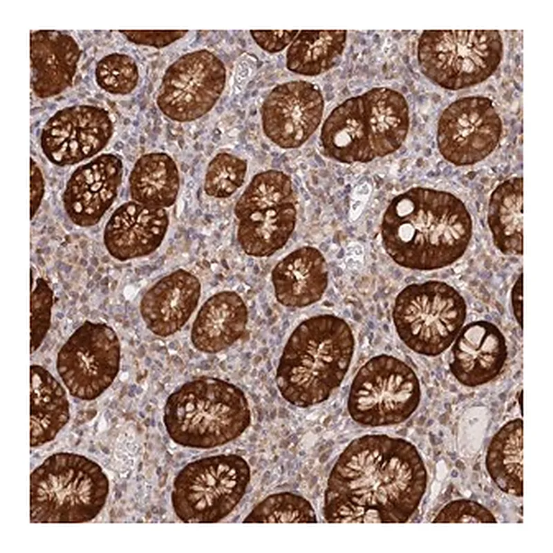 Merck Anti-PAIP2 antibody produced in rabbit