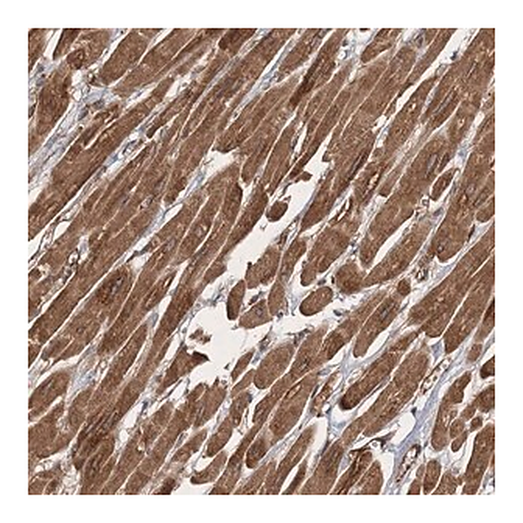 Merck Anti-ZFYVE16 antibody produced in rabbit