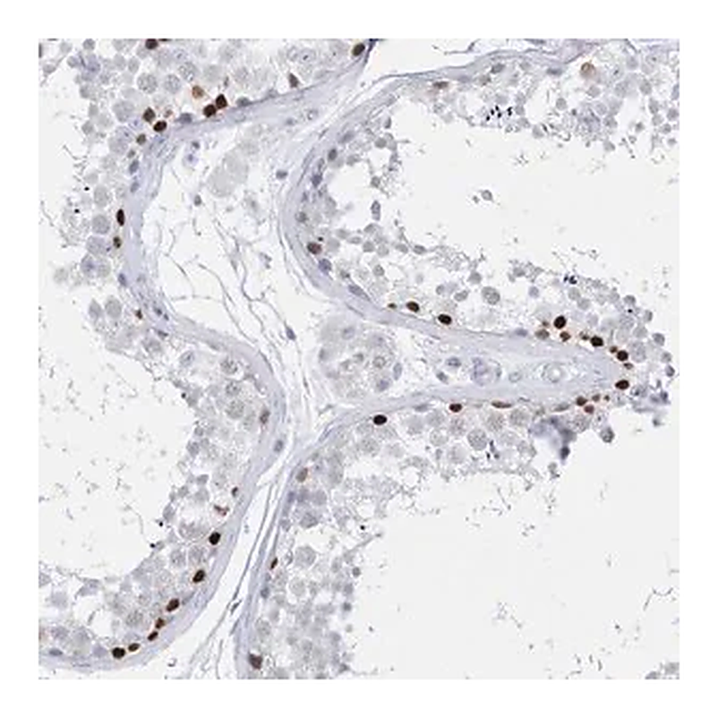 Merck Anti-TMCO6 antibody produced in rabbit