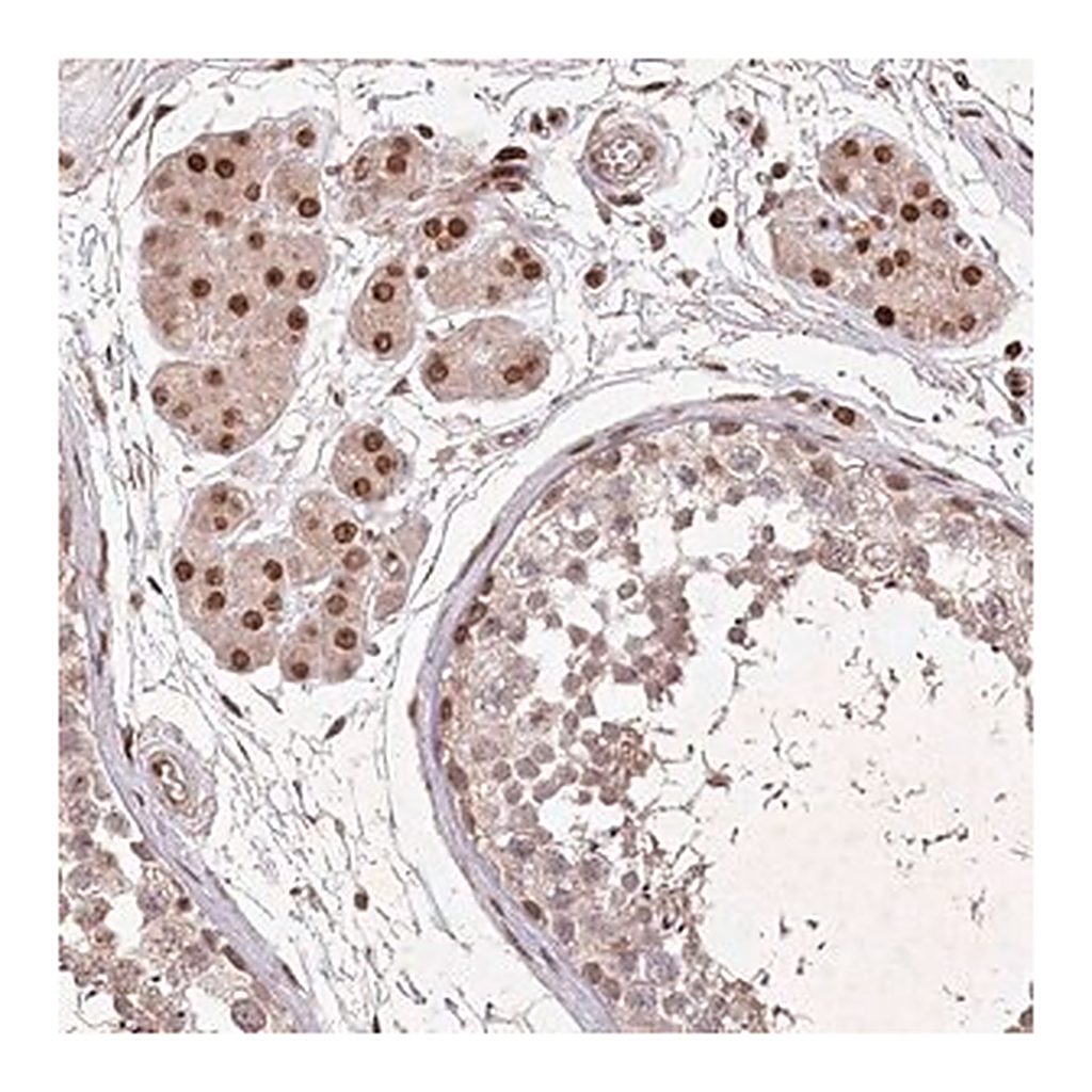 Merck Anti-CCSER2 antibody produced in rabbit