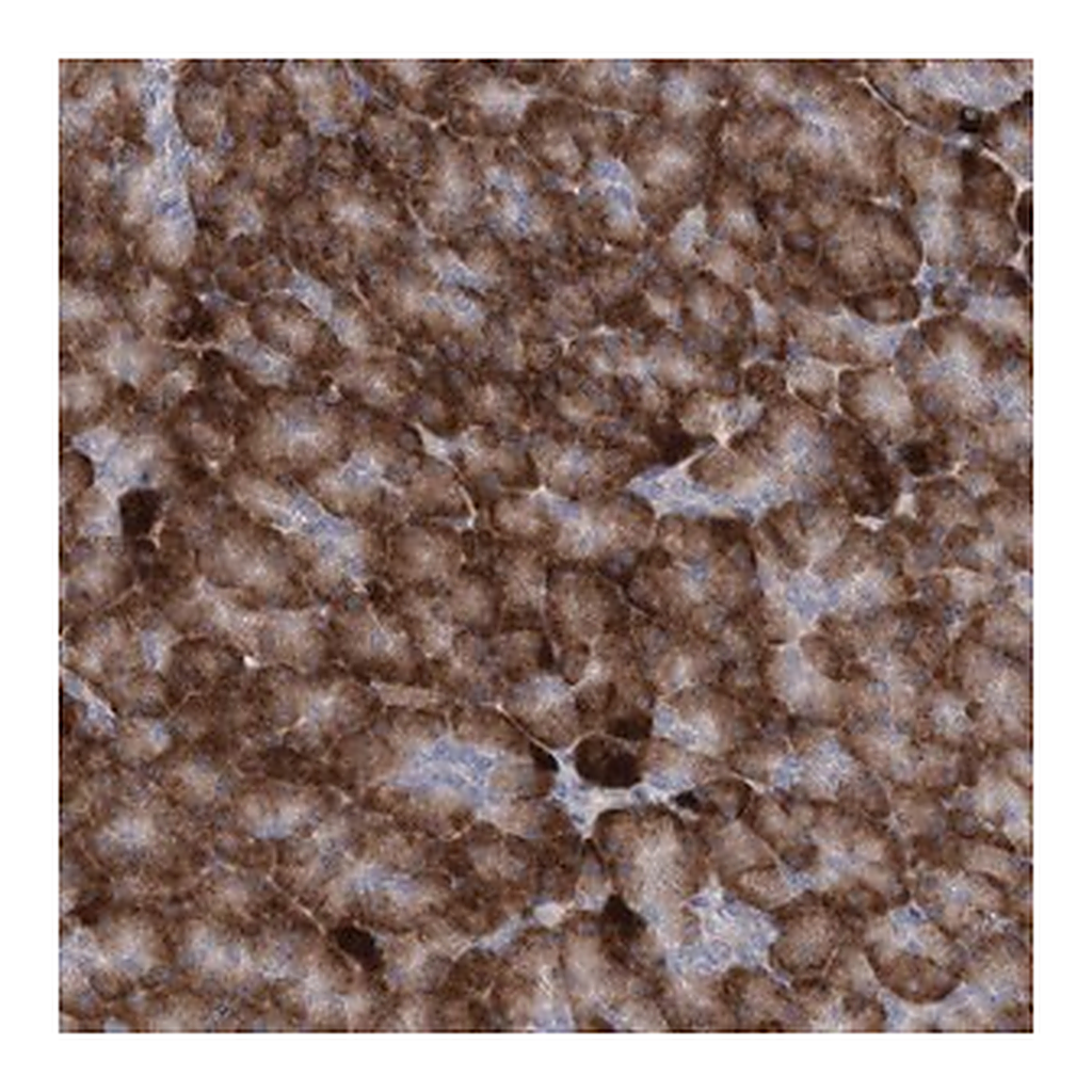 Merck Anti-GCNT4 antibody produced in rabbit