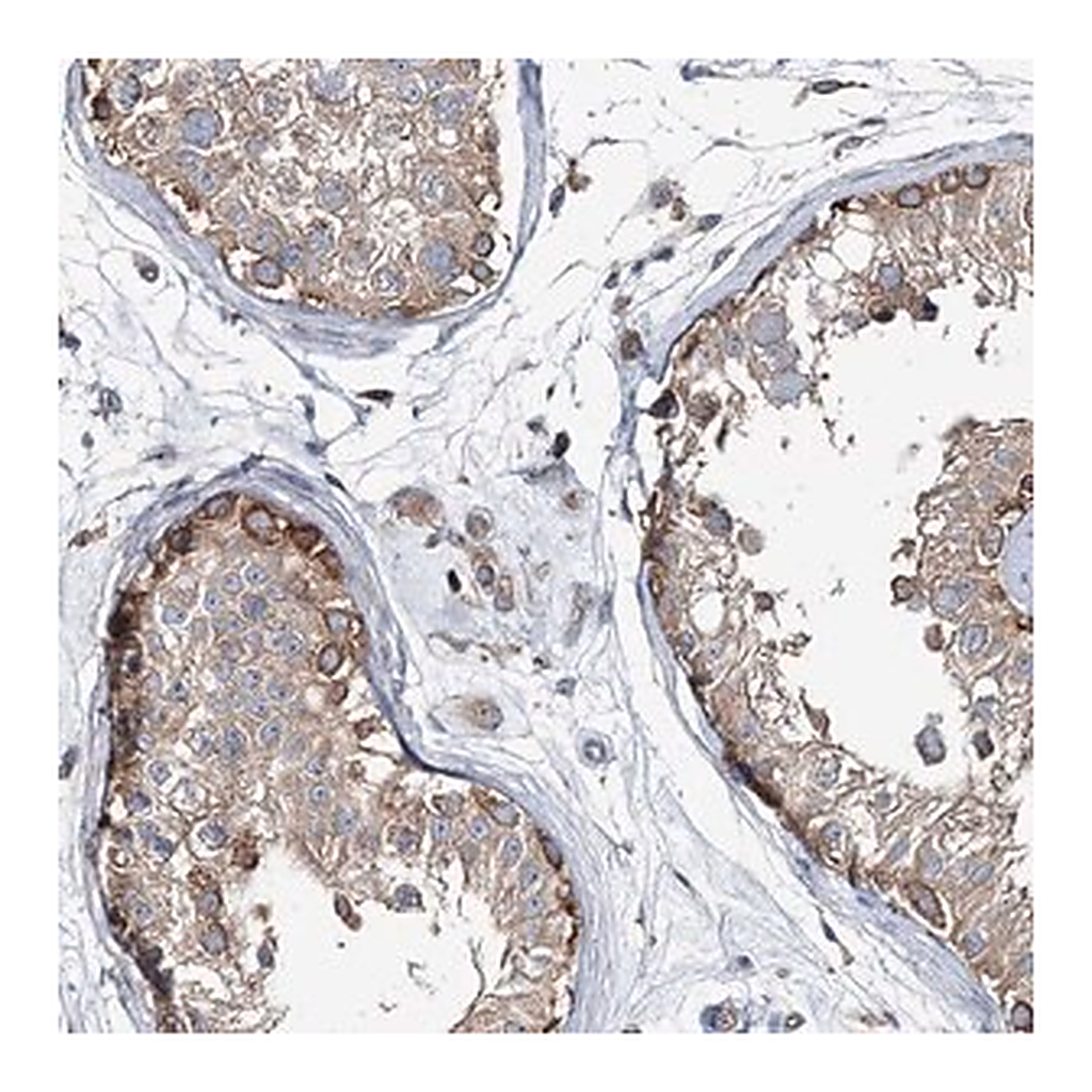 Merck Anti-MPHOSPH9 antibody produced in rabbit