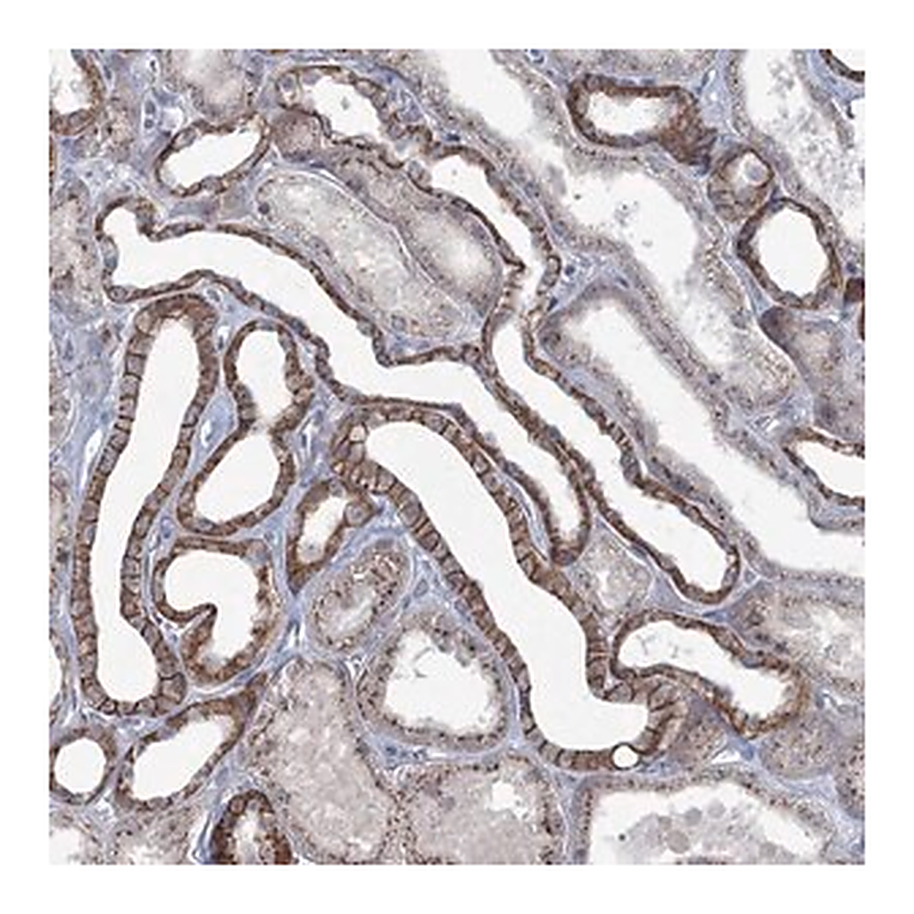 Merck Anti-FAM120B antibody produced in rabbit