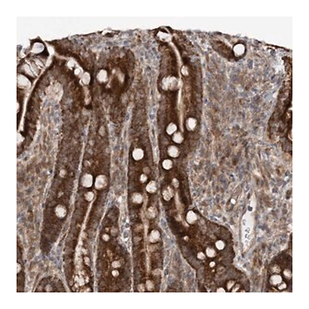 Merck Anti-MRPL47 antibody produced in rabbit