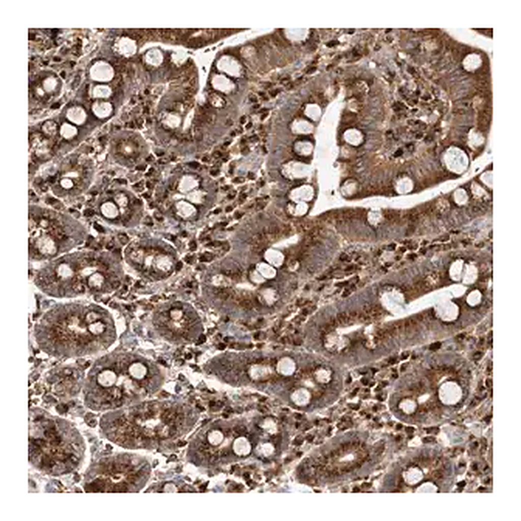 Merck Anti-ARCN1 antibody produced in rabbit