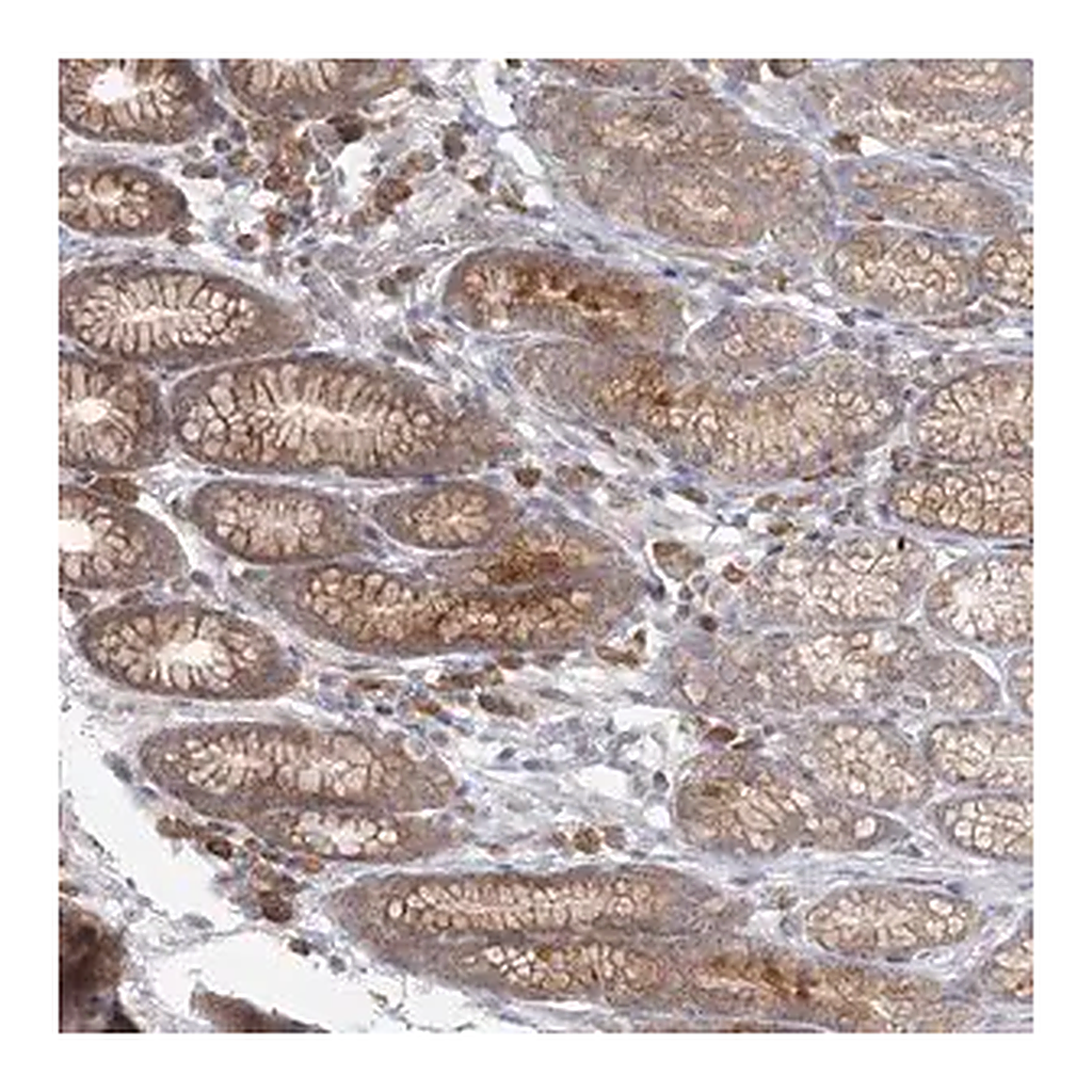 Merck Anti-THNSL1 antibody produced in rabbit