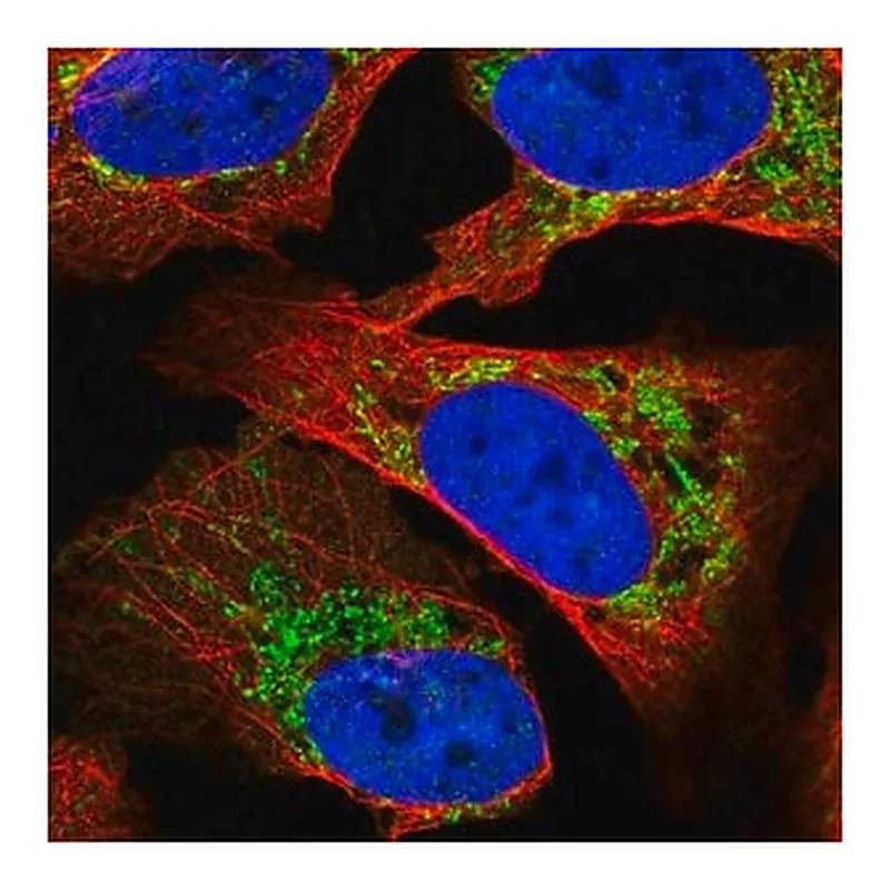 Merck Anti-SLC16A12 antibody produced in rabbit