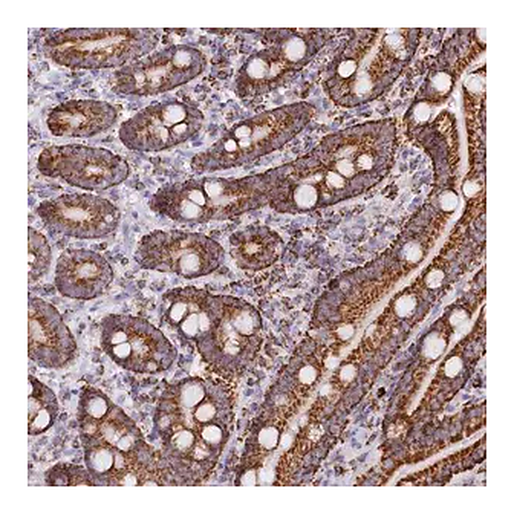 Merck Anti-C1D antibody produced in rabbit