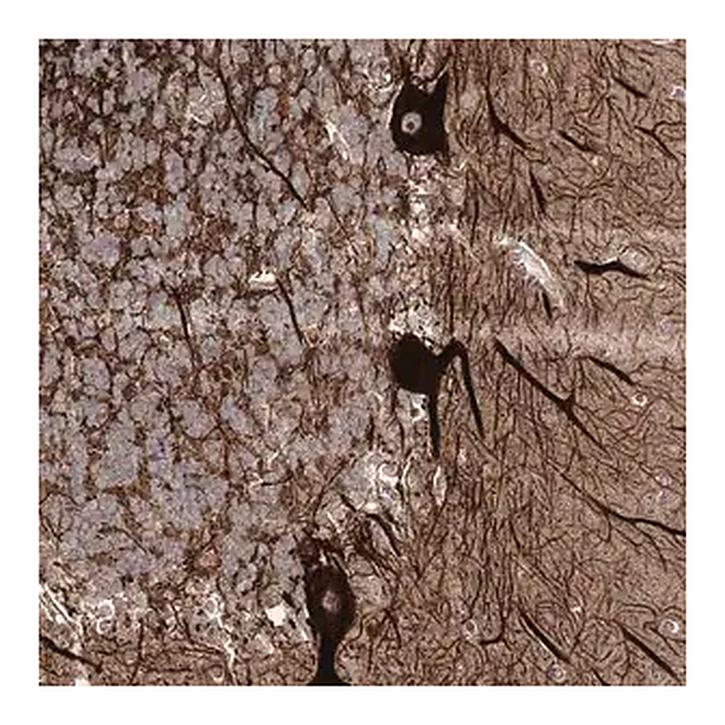 Merck Anti-SLF2 antibody produced in rabbit