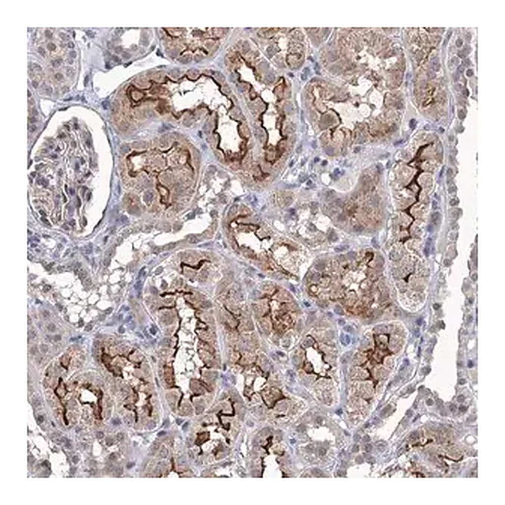 Merck Anti-TTC17 antibody produced in rabbit
