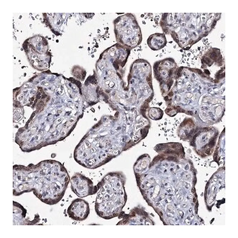 Merck Anti-PPRC1 antibody produced in rabbit