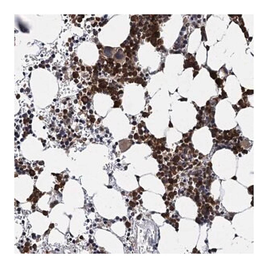 Merck Anti-KANSL2 antibody produced in rabbit