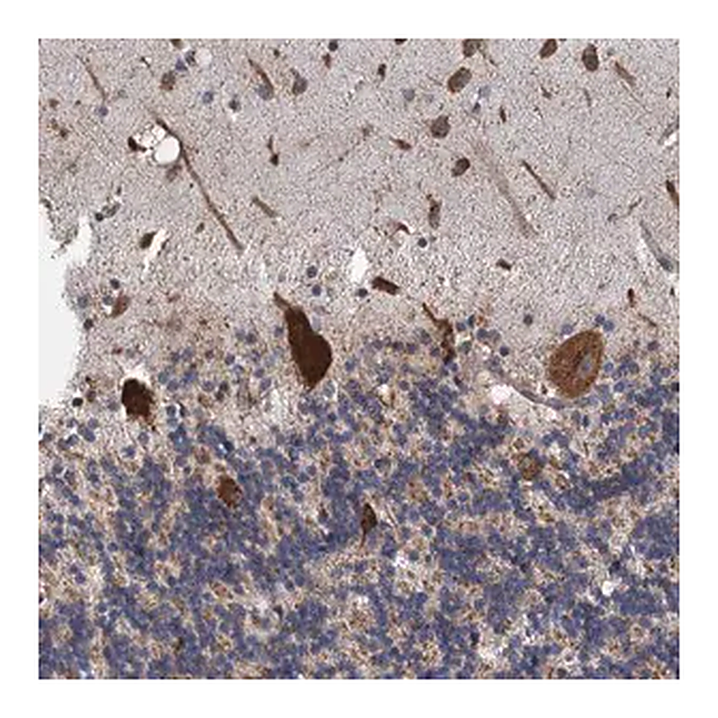 Merck Anti-LINS1 antibody produced in rabbit