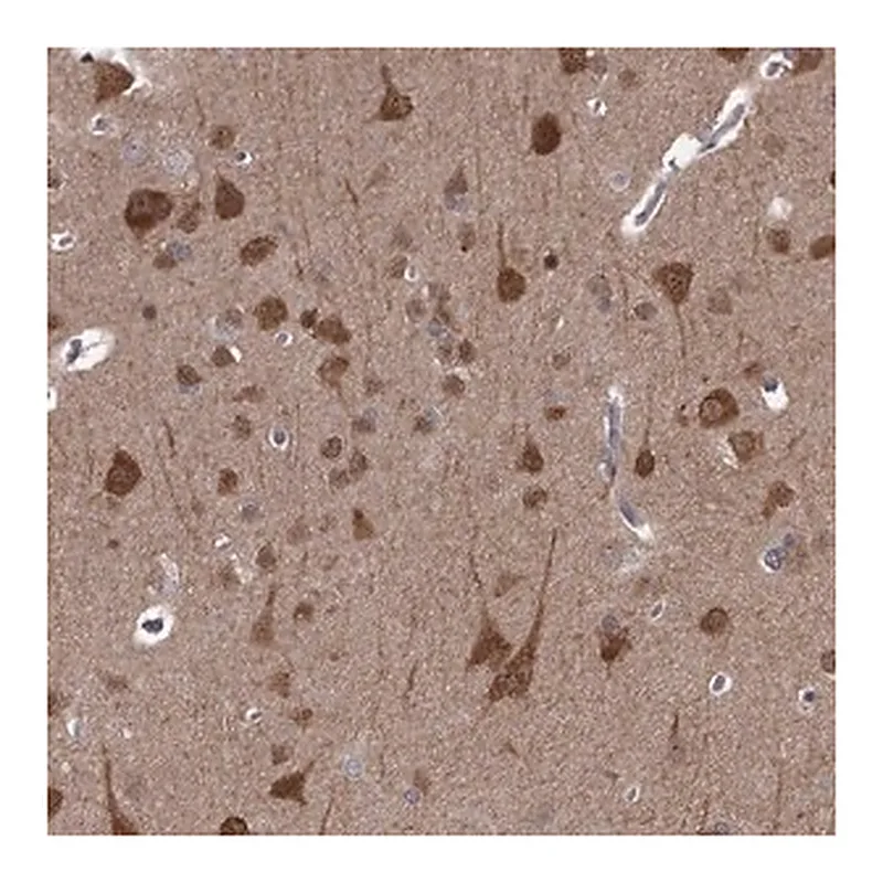 Merck Anti-CCDC92 antibody produced in rabbit