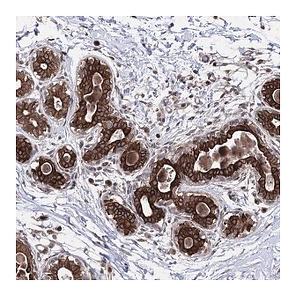 Merck Anti-CPNE8 antibody produced in rabbit