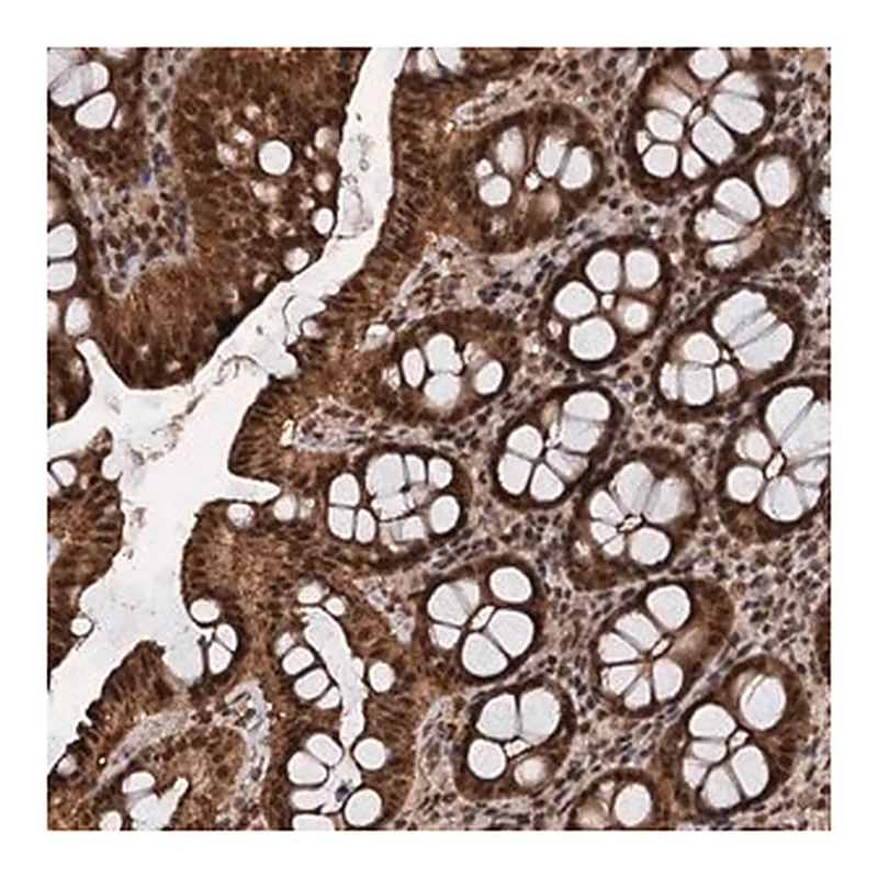 Merck Anti-FAM216B antibody produced in rabbit