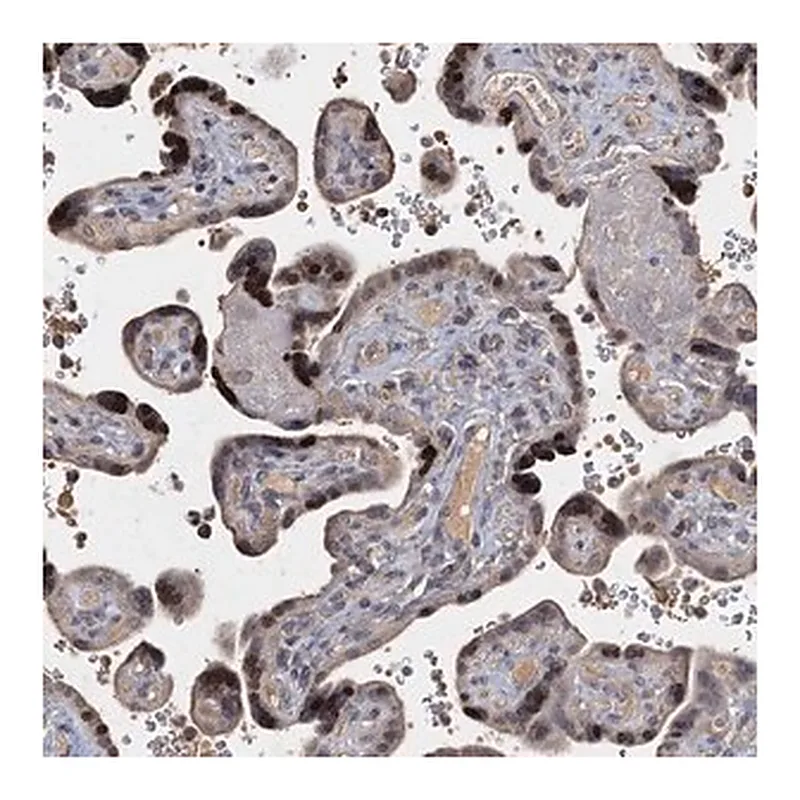 Merck Anti-CCDC61 antibody produced in rabbit
