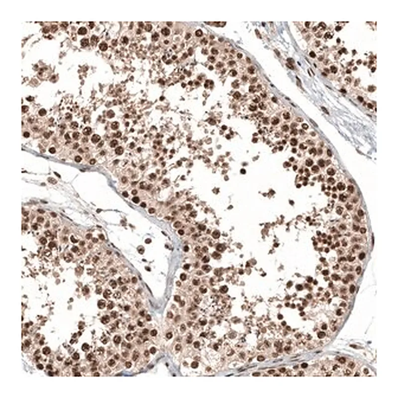 Merck Anti-C11orf84 antibody produced in rabbit