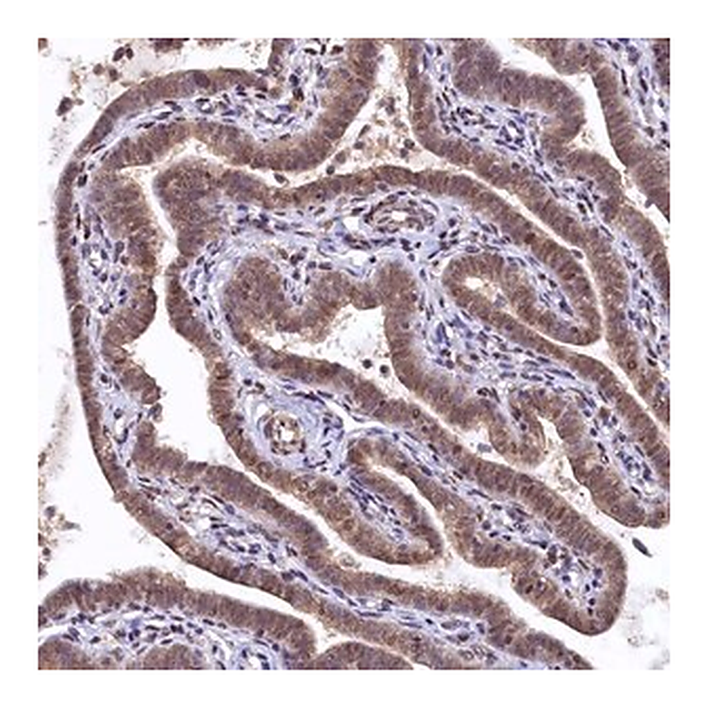 Merck Anti-UBL7 antibody produced in rabbit
