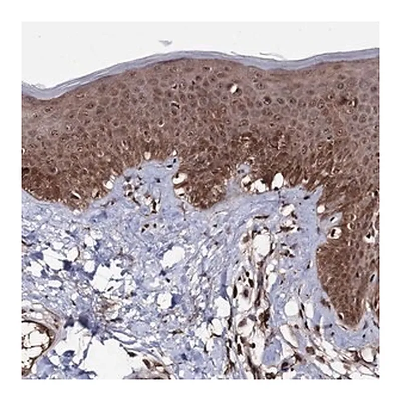 Merck Anti-MICALCL antibody produced in rabbit