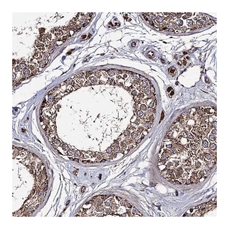 Merck Anti-IQCH antibody produced in rabbit
