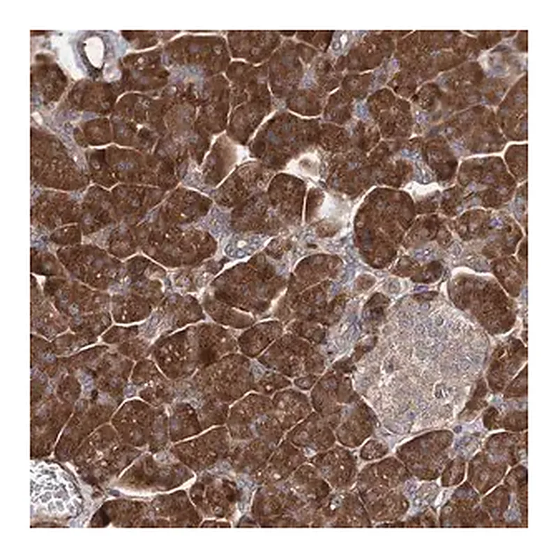 Merck Anti-FERMT2 antibody produced in rabbit