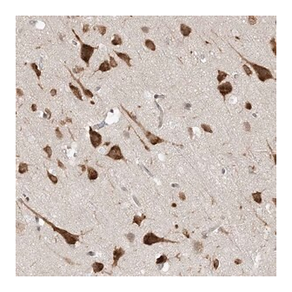 Merck Anti-UBAP2L antibody produced in rabbit