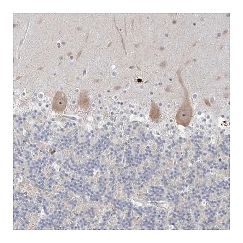 Merck Anti-SDAD1 antibody produced in rabbit