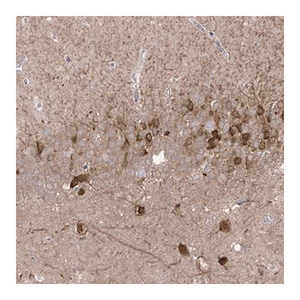 Merck Anti-PCDHA1 antibody produced in rabbit