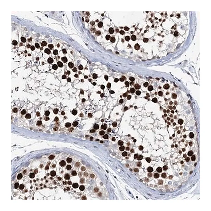 Merck Anti-LRRFIP2 antibody produced in rabbit