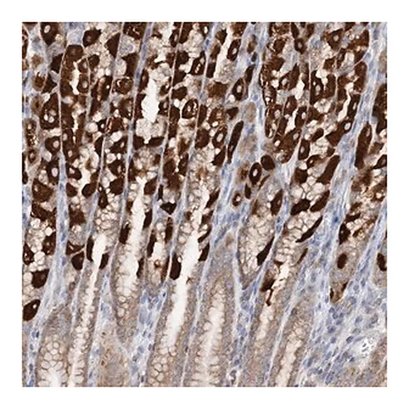 Merck Anti-TTC32 antibody produced in rabbit
