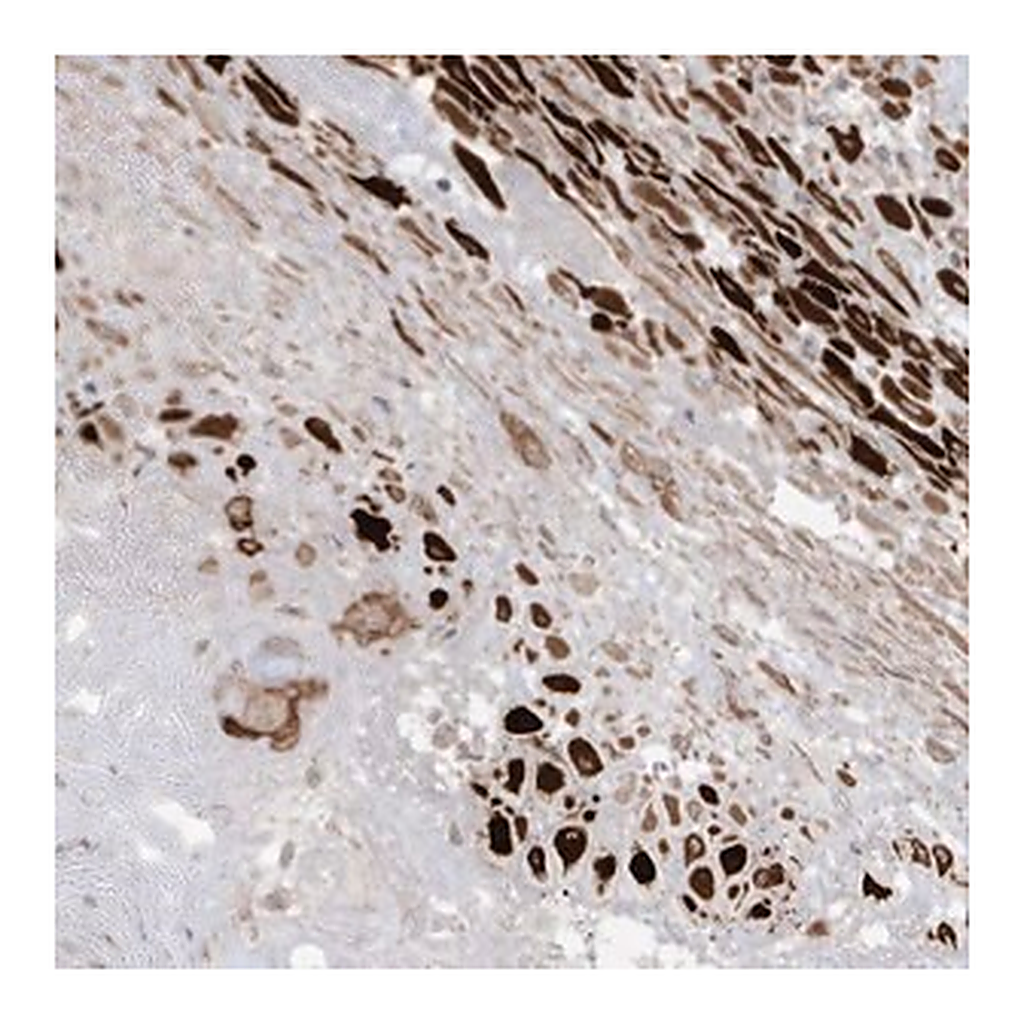 Merck Anti-RGL4 antibody produced in rabbit